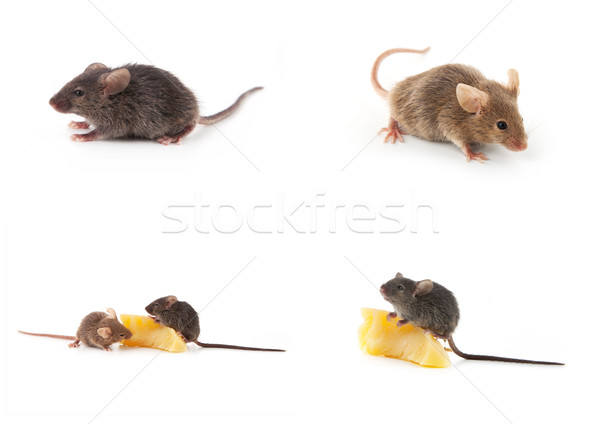 Ayarlamak fareler fare peynir beyaz yalıtılmış Stok fotoğraf © bloodua