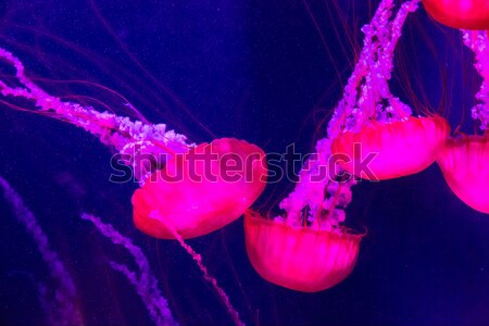 Beautiful jellyfish moving slowly in aquarium in Dubai Stock photo © bloodua