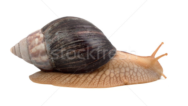 Schnecke ein braun isoliert weiß Haus Stock foto © bloodua