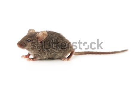 Small mouse Stock photo © bloodua