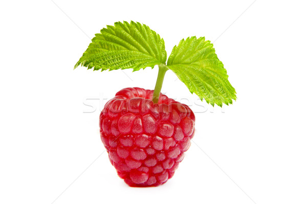 Ripe rasberry with green leaf isolated over white. Close up macr Stock photo © bloodua