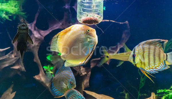 Aquarium with tropical fish of the Symphysodon discus spieces Stock photo © bloodua