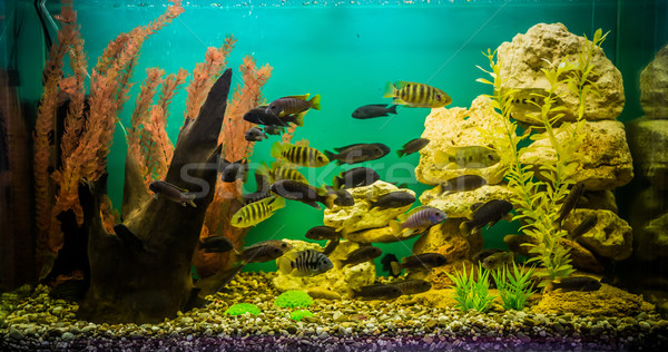 Stock fotó: édesvíz · akvárium · halfajok · zöld · gyönyörű · trópusi
