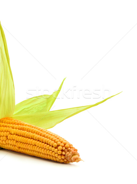  Corn Stock photo © bloodua