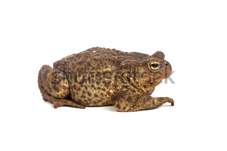 Stock photo: Forest toad. Green frog