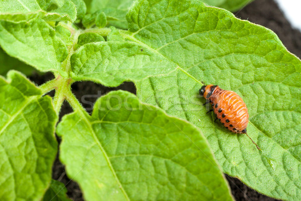 Colorado potato beetle Stock photo © bloodua