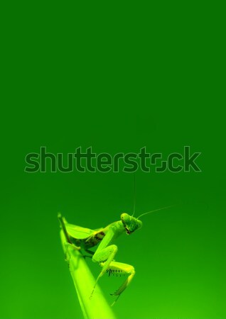 Green mantis  Stock photo © bloodua