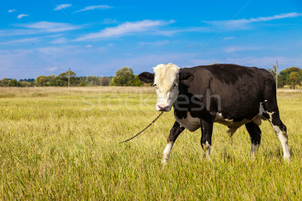 Tehén zöld pitypang mező kék ég égbolt Stock fotó © bloodua