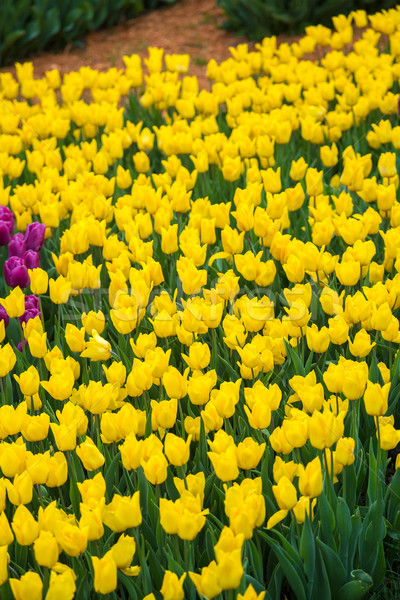 Veelkleurig bloem tulp veld holland mooie Stockfoto © bloodua