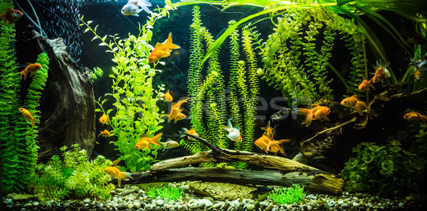 Stock foto: Süßwasser- · Aquarium · Fische · grünen · schönen · tropischen