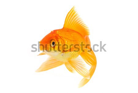 Goldfish золото рыбы изолированный белый природы Сток-фото © bloodua