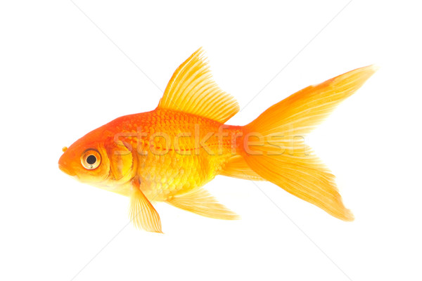 Goldfish золото рыбы изолированный белый природы Сток-фото © bloodua
