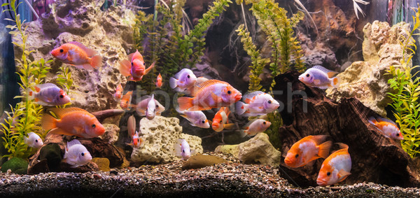 D'acqua dolce acquario tropicali grande rosso Foto d'archivio © bloodua