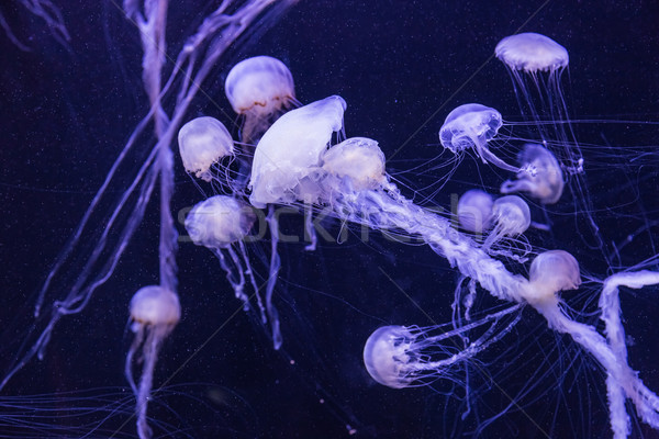 Schönen Qualle bewegen Aquarium Dubai Ozean Stock foto © bloodua
