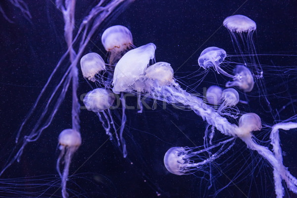 Belle méduse déplacement aquarium Dubaï océan [[stock_photo]] © bloodua