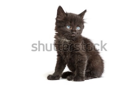 Cute zwarte kitten witte klein geïsoleerd Stockfoto © bloodua