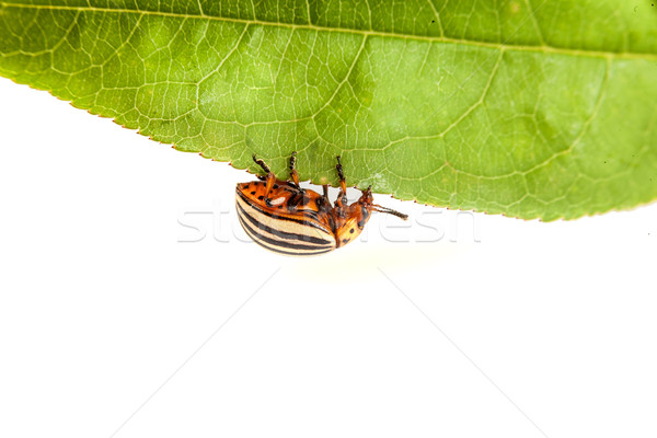 Colorado aardappel kever groene bladeren wereld blad Stockfoto © bloodua