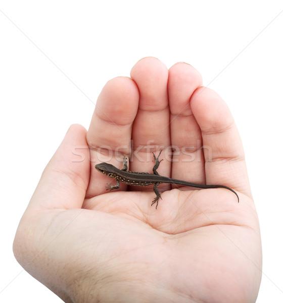 Lizard in the hand Stock photo © bloodua