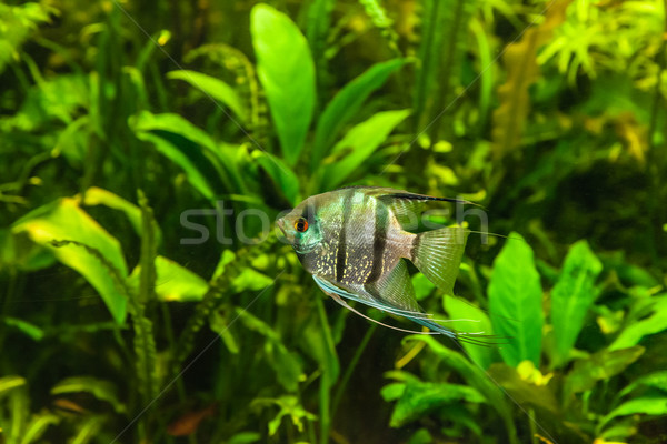 пресноводный аквариум рыбы зеленый красивой тропические Сток-фото © bloodua