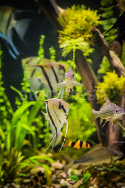 пресноводный аквариум рыбы зеленый красивой тропические Сток-фото © bloodua