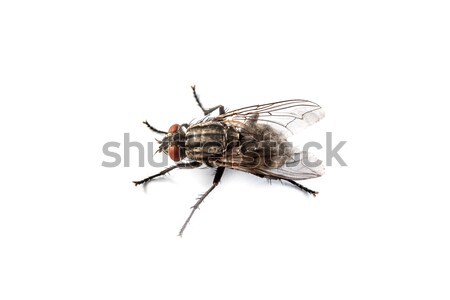 Fly isolated on white. Macro shot of a housefly, Stock photo © bloodua