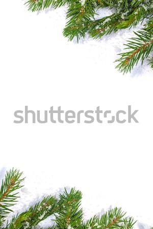 Karácsony váz zöld izolált fehér háttér Stock fotó © bloodua