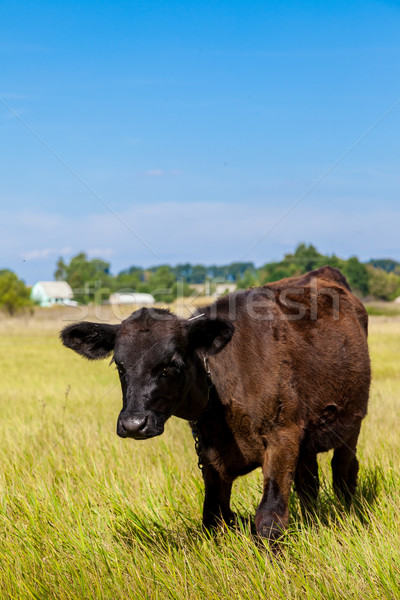 calf Stock photo © bloodua