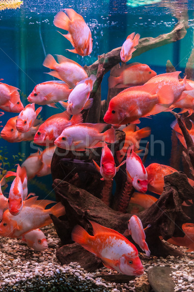 Foto d'archivio: Tropicali · d'acqua · dolce · acquario · grande · rosso · pesce