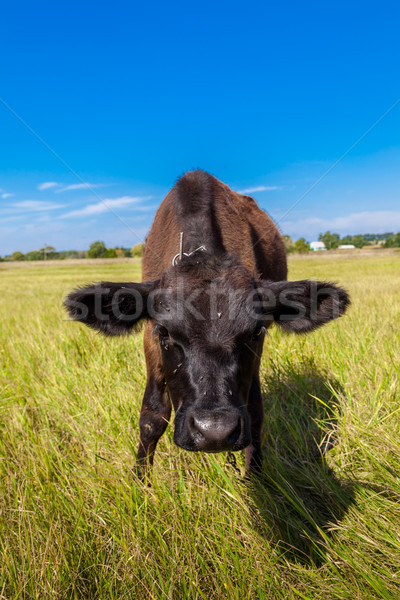 Zöld pitypang mező kék ég égbolt fa Stock fotó © bloodua