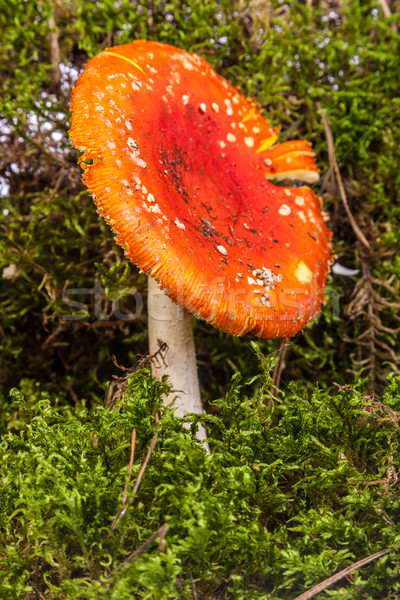 Fly agaric toadstool in moss Stock photo © bloodua