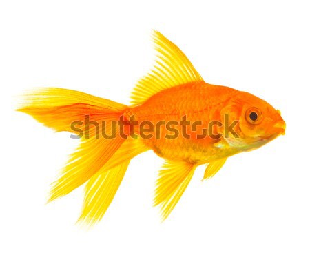 Aranyhal arany hal izolált fehér természet Stock fotó © bloodua