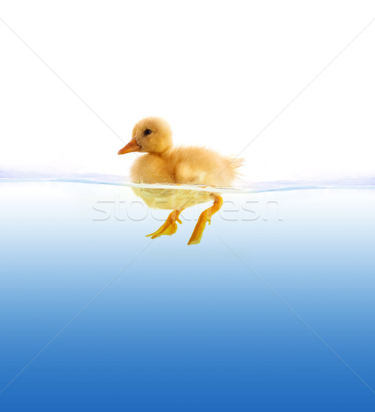The yellow duckling swimming Stock photo © bloodua