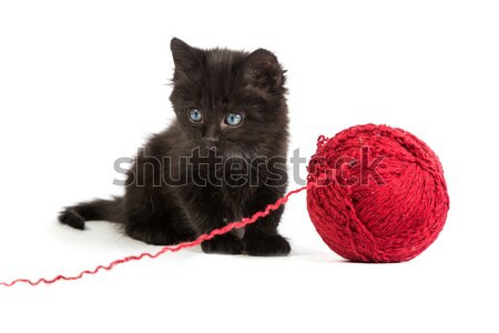 Czarny kotek gry czerwony piłka przędzy Zdjęcia stock © bloodua