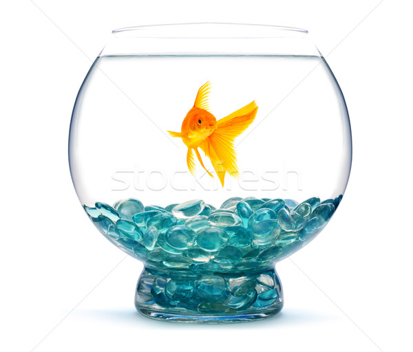 Gold fish in aquarium Stock photo © bloodua