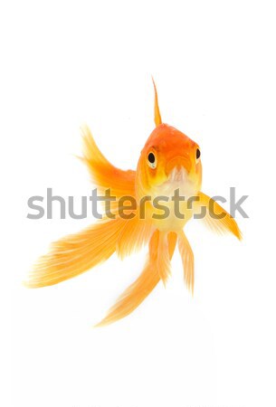 Peixe-dourado ouro peixe isolado branco natureza Foto stock © bloodua