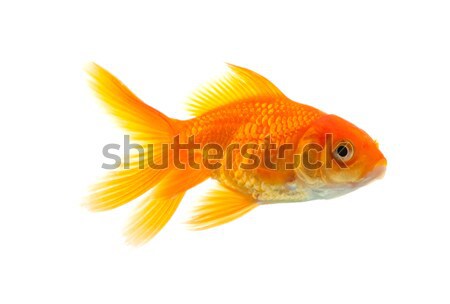 Peştişor aur peşte izolat alb natură Imagine de stoc © bloodua