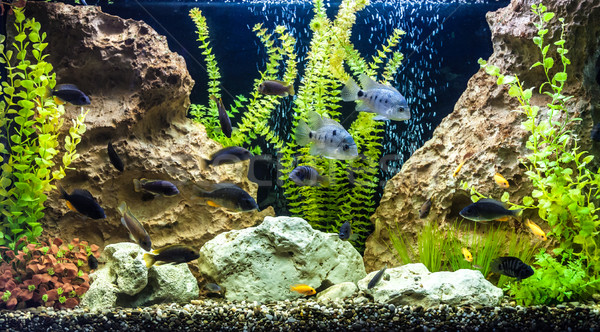 Słodkowodnych akwarium zielone piękna tropikalnych Zdjęcia stock © bloodua