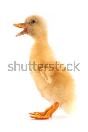 Amarillo patito aislado blanco pequeño primavera Foto stock © bloodua