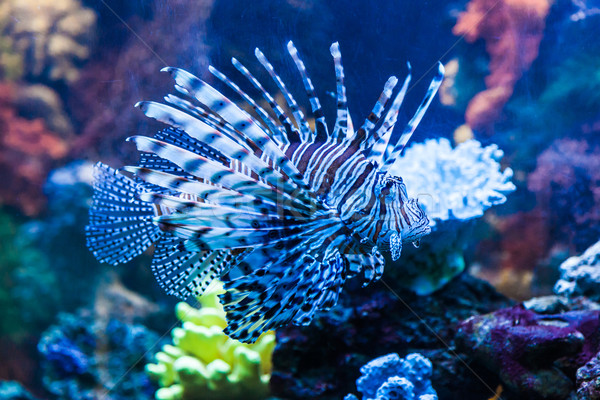 Close up view of a venomous Red lionfish Stock photo © bloodua