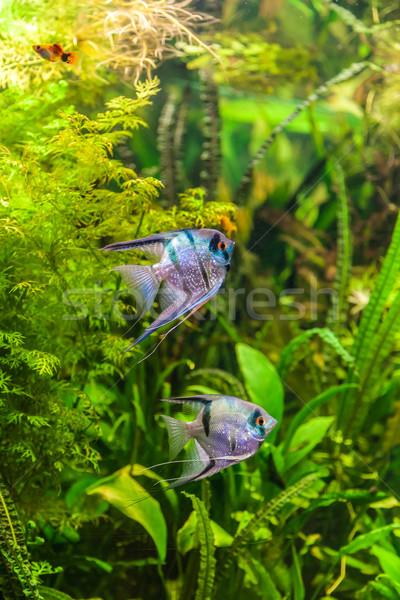 Freshwater aquarium with fish pterophyllum scalare Stock photo © bloodua