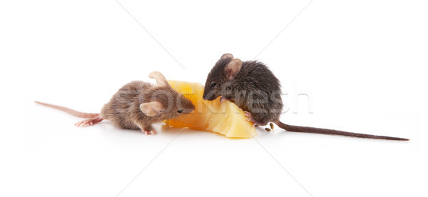 Mice and cheese Stock photo © bloodua