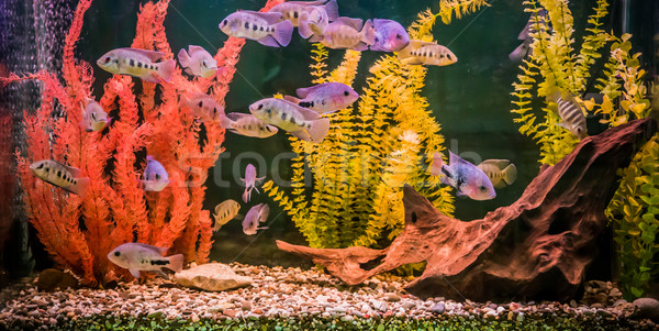 Сток-фото: пресноводный · аквариум · зеленый · красивой · тропические