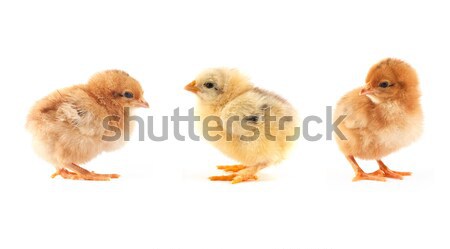 Stock fotó: Citromsárga · kicsi · csirke · tojás · izolált · fehér