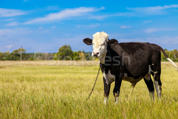 Tehén zöld pitypang mező kék ég égbolt Stock fotó © bloodua