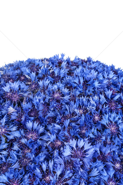 Beautiful spring flowers blue cornflower on background Stock photo © bloodua