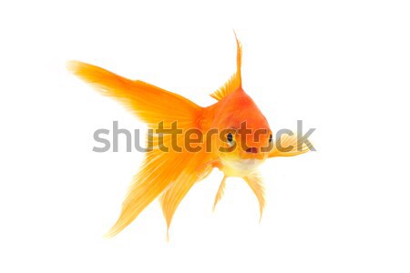 金魚 黃金 魚 孤立 白 性質 商業照片 © bloodua