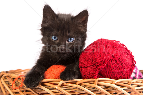 Сток-фото: черный · котенка · играет · красный · мяча · пряжи