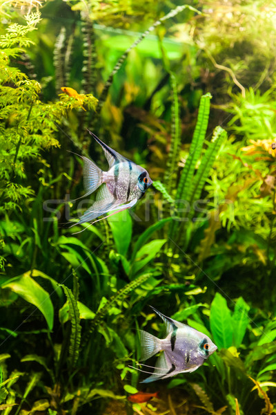 Stock photo: Freshwater aquarium with fish pterophyllum scalare