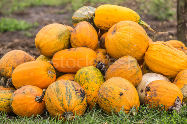 Pumpkins in pumpkin patch waiting to be sold Stock photo © bloodua