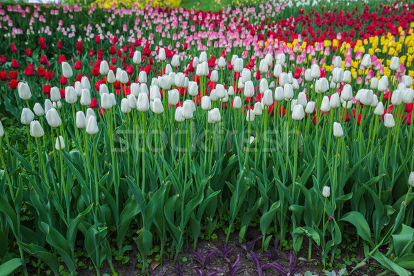 Tarka virág tulipán mező Hollandia gyönyörű Stock fotó © bloodua